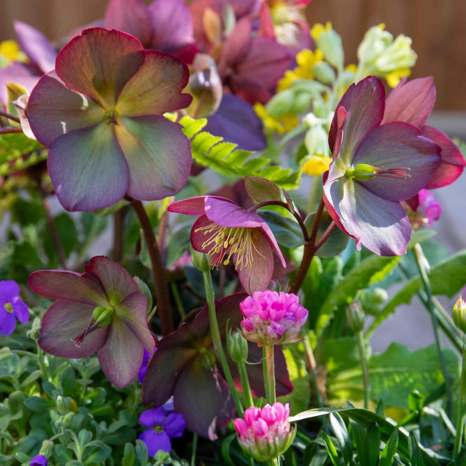 Helleborus 'ice N Roses Rose' Winter-flowering Shade Perennial | 6 x Jumbo Plugs | Multi