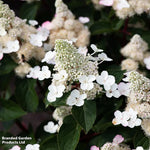 Hydrangea Paniculata Living Infinity 1 Litre Potted Plant X 1