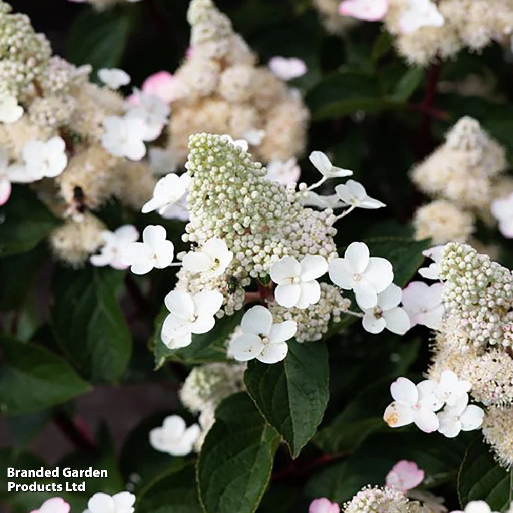 Hydrangea Paniculata Living Infinity 1 Litre Potted Plant X 1