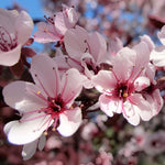 Prunus Nigra Cistena Patio Flowering Tree 3-4ft Supplied In A 7.5 Litre Pot