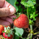 Elsanta Strawberry Plant - Main Season Red Fruits | 10 x Bare Root | Red