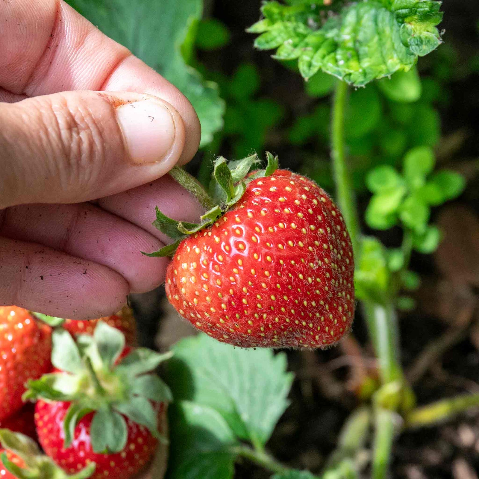 Elsanta Strawberry Plant - Main Season Red Fruits | 10 x Bare Root | Red
