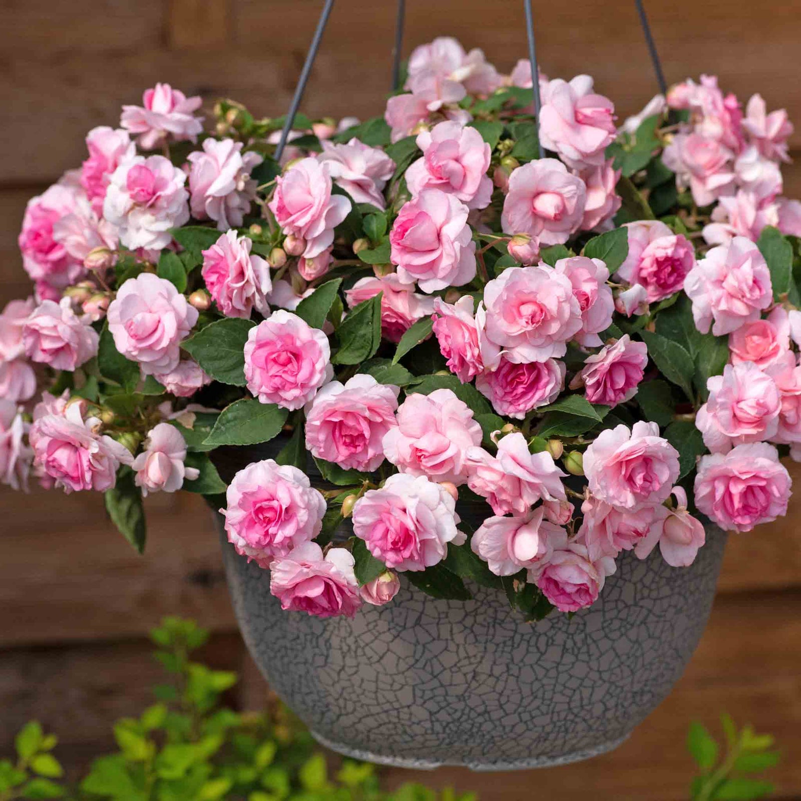 Busy Lizzie 'glimmer Double Pink' Plant 30-40 Cm | 6 x Plug Plants | Pink