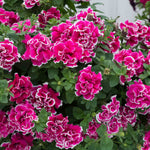 Petunia Tumbelina Anna - Double Rose-pink Trailing Petunia | 12 x Plug Plants | Multi