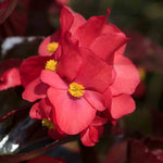 Begonia 'megawatt Red Bronze Leaf' | 12 x Plug Plants | Red