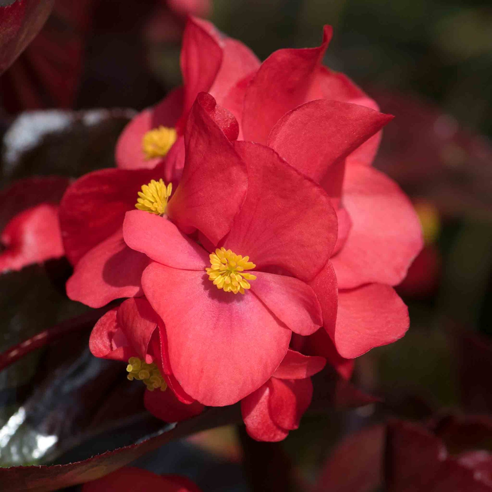 Begonia 'megawatt Red Bronze Leaf' | 12 x Plug Plants | Red