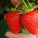 Strawberry 'sweetheart' - Early, Heavy-cropping, Disease-resistant | Set of 10 | Red