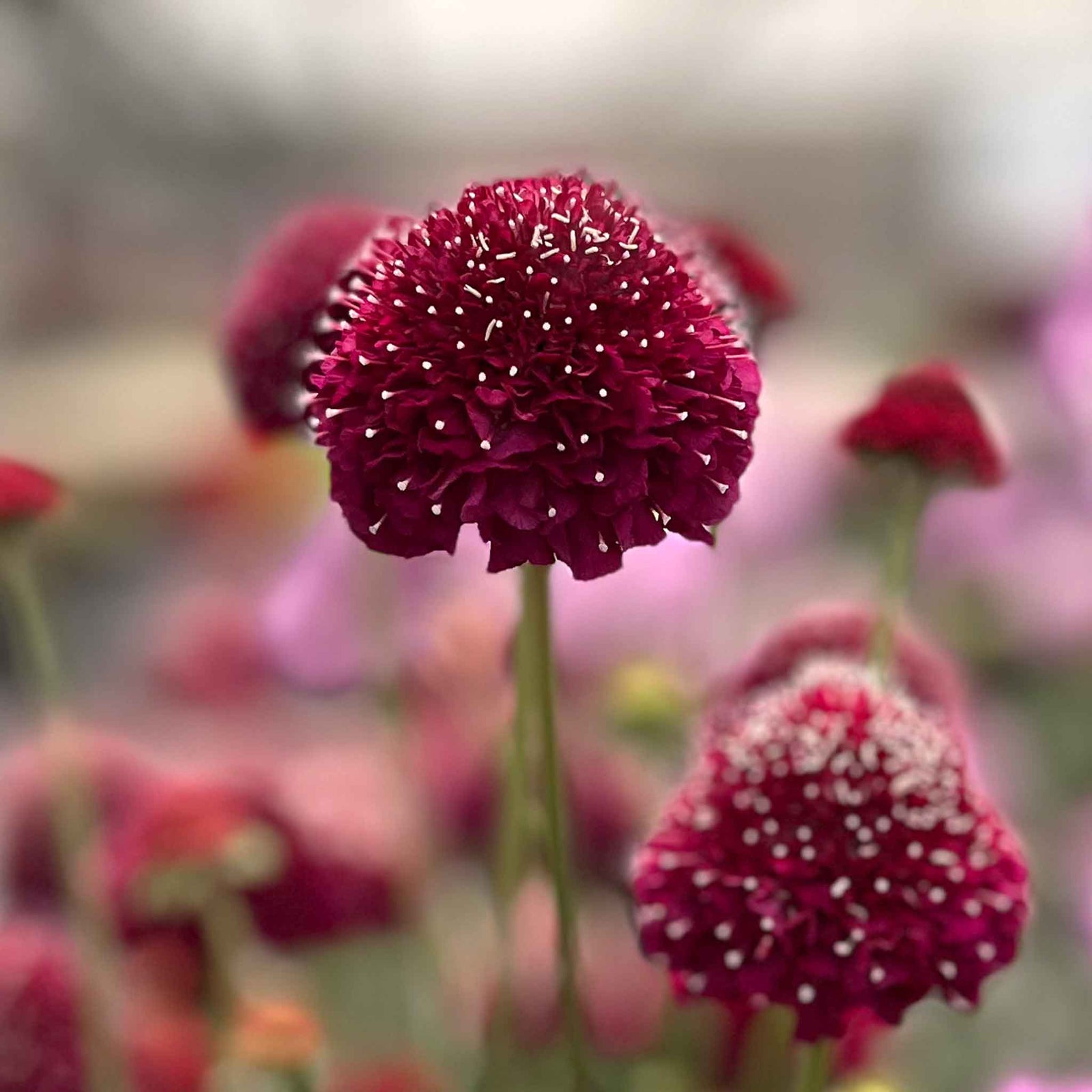 Scabious 'raspberry Scoop' Deep Wine-red Perennial 60-75cm | 12 x Plug Plants | Deep Red