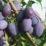 Plum Twin Tree 'victoria & Hauszwetsche' - Dual-variety Semi-dwarf Plum | 1 x Bare Root