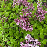 Direct Plants Syringa Meyeri Palibin Korean Dwarf Lilac Shrub Bush Supplied In A 9cm Pot