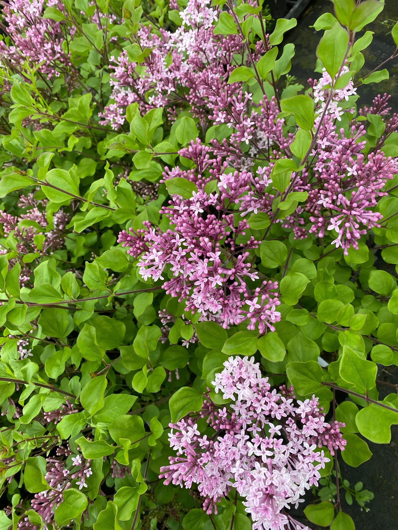 Direct Plants Syringa Meyeri Palibin Korean Dwarf Lilac Shrub Bush Supplied In A 9cm Pot