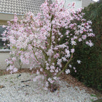 Magnolia 'leonard Messel' - Rhs Award Of Garden Merit | 1 x 3L | Pink