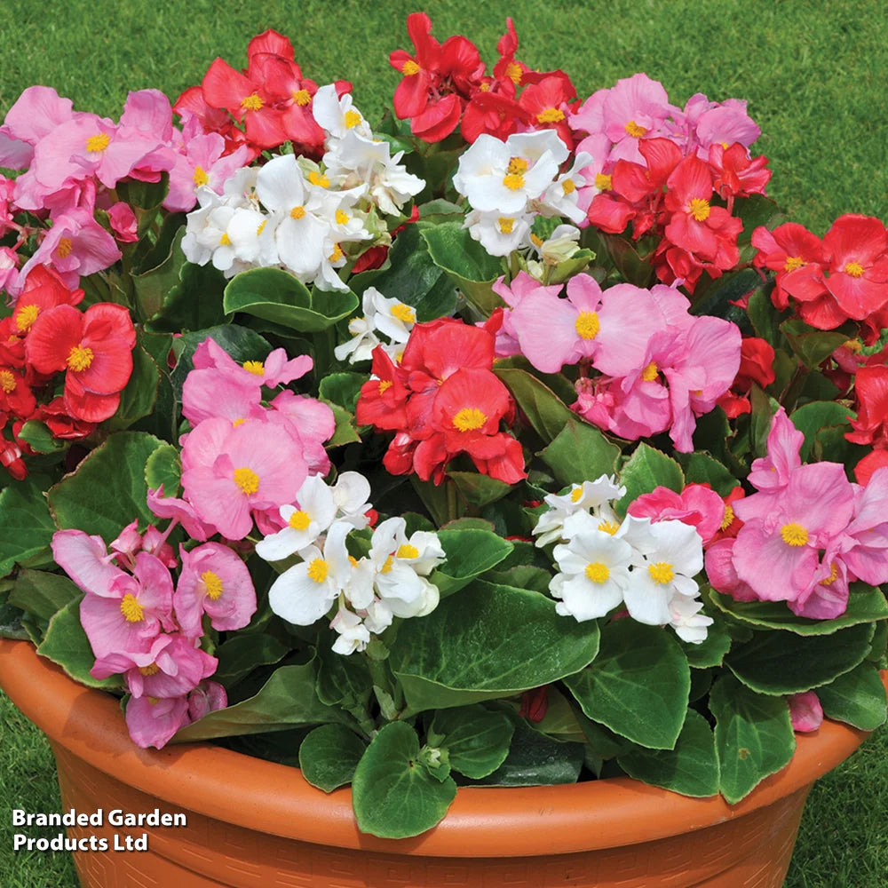 Begonia Lotto Mixed Garden Ready Plants | 48 x Garden Ready Plants