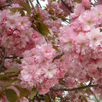 Prunus Pink Beauty Flowering Cherry Tree 6ft Tall Supplied In A 12 Litre Pot