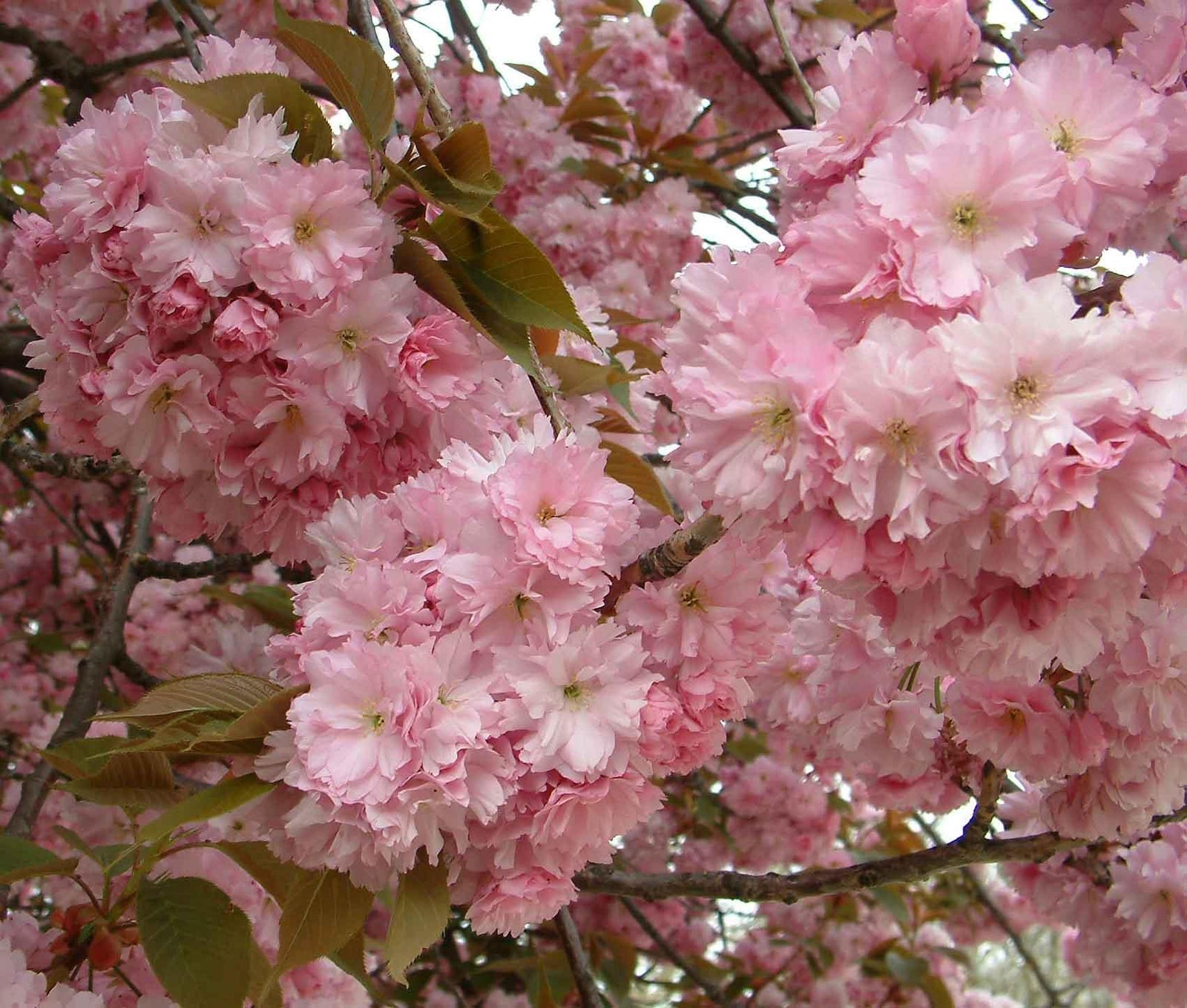 Prunus Pink Beauty Flowering Cherry Tree 6ft Tall Supplied In A 12 Litre Pot