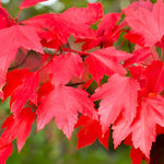 Acer Rubrum Sun Valley Tree 6ft Tall Supplied In A 12 Litre Pot