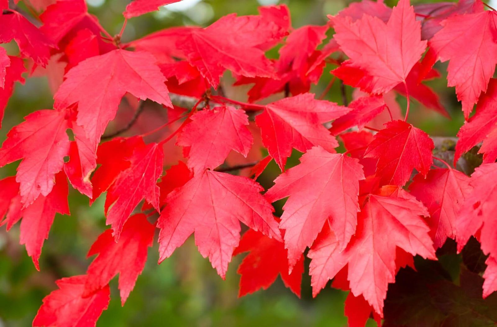 Acer Rubrum Sun Valley Tree 6ft Tall Supplied In A 12 Litre Pot