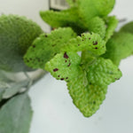 125cm Artificial Trailing Hanging Mint  Garland Plant Realistic