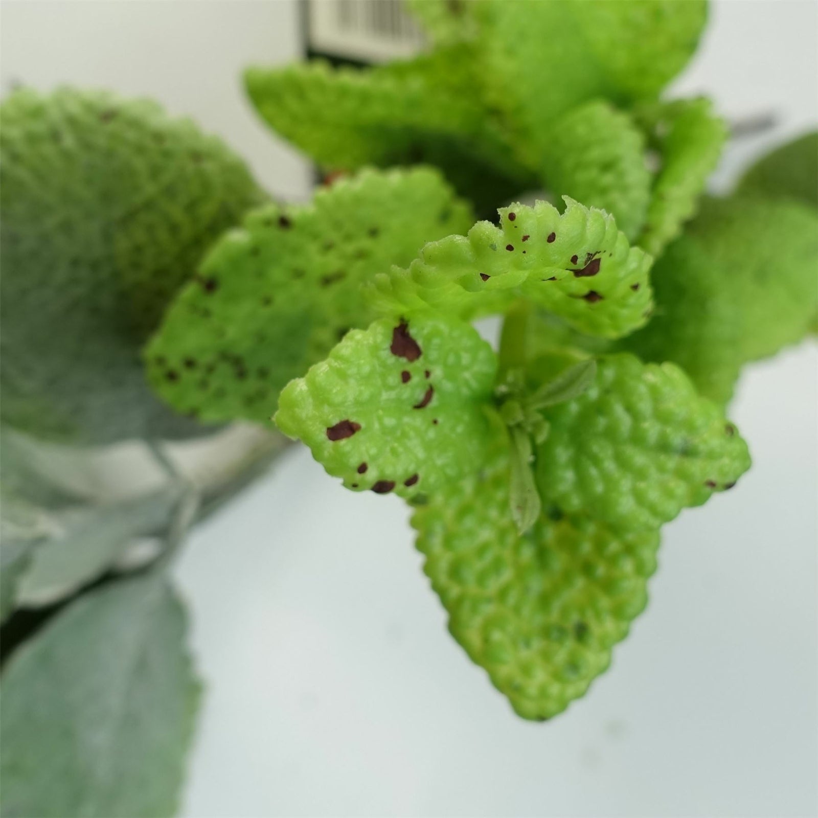 125cm Artificial Trailing Hanging Mint  Garland Plant Realistic