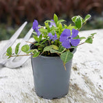 Vinca Minor 'ralph Shugart' Variegated Evergreen Groundcover | Set of 1 | Purple & Green