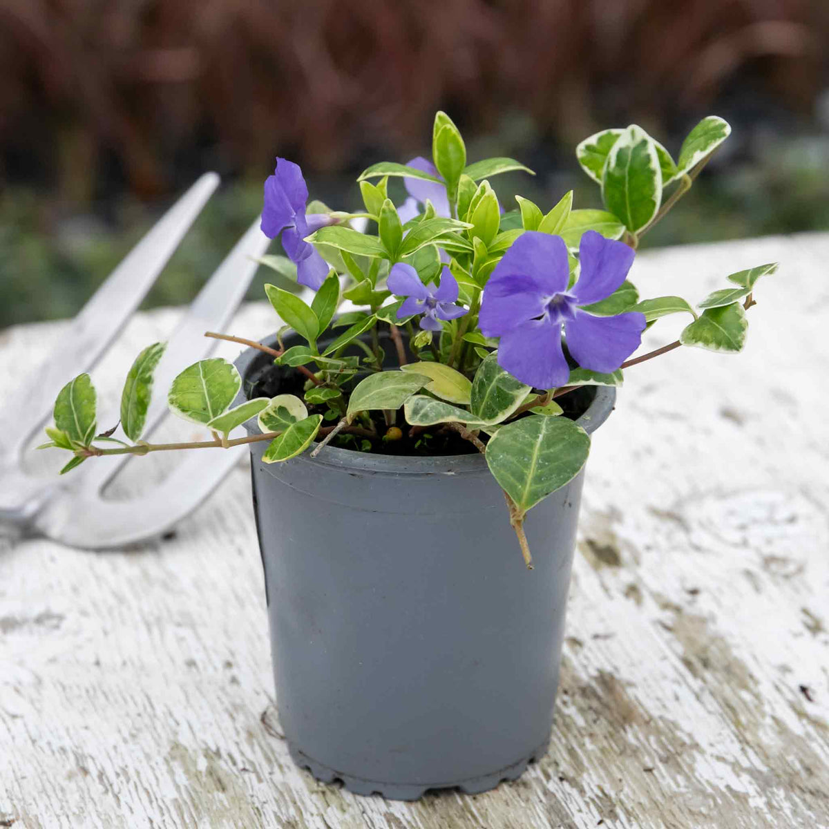 Vinca Minor 'ralph Shugart' Variegated Evergreen Groundcover | Set of 1 | Purple & Green