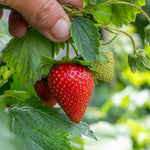 Strawberry Delician F1 | 10 Seeds