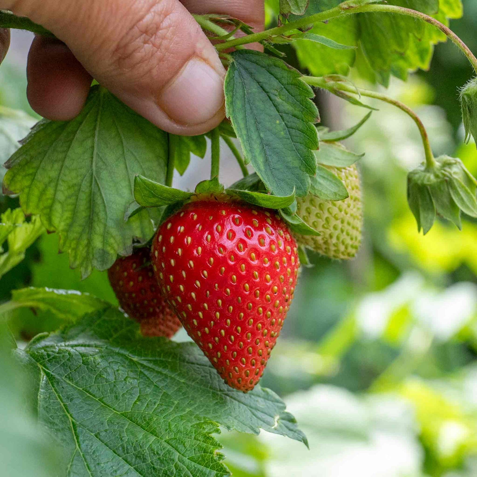 Strawberry Delician F1 | 10 Seeds