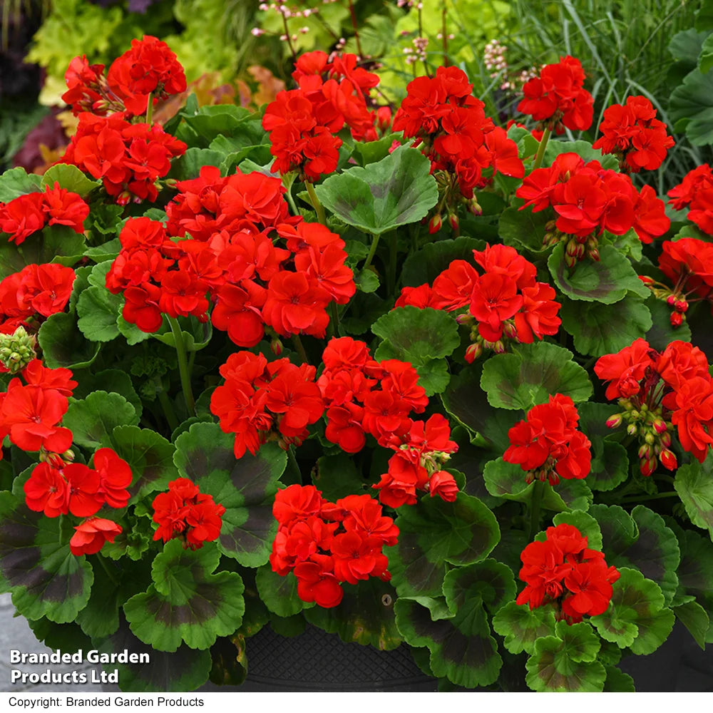 Geranium Best Red Garden Ready Plants | 24 x Garden Ready Plants