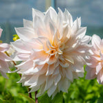 Dahlia 'café Au Lait' | 1 x Tuber