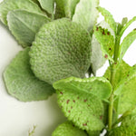 125cm Artificial Trailing Hanging Mint  Garland Plant Realistic