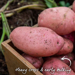 Seed Potato Kitchen Collection Tubers | Set of 1 | Teal & Yellow