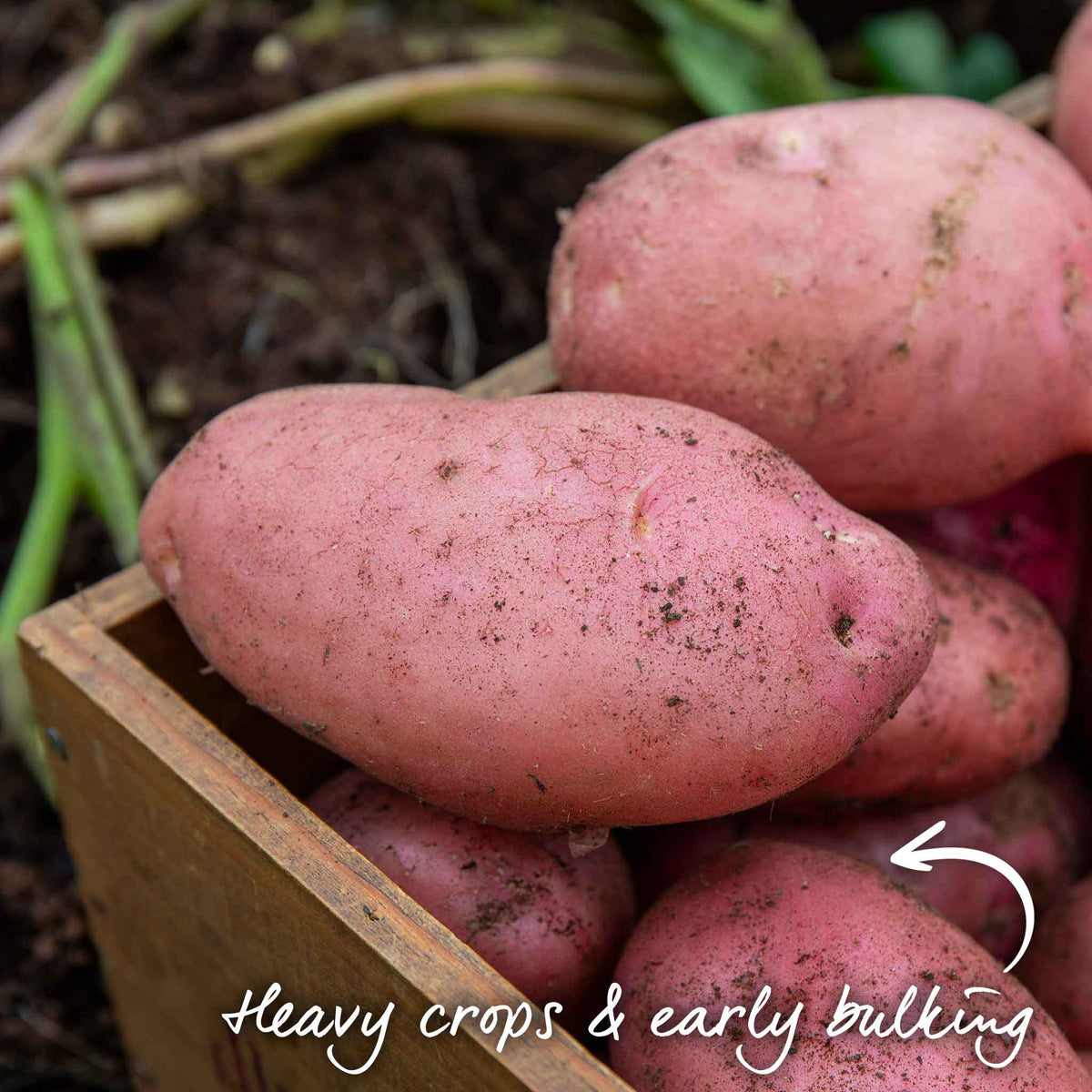 Seed Potato Kitchen Collection Tubers | Set of 1 | Teal & Yellow