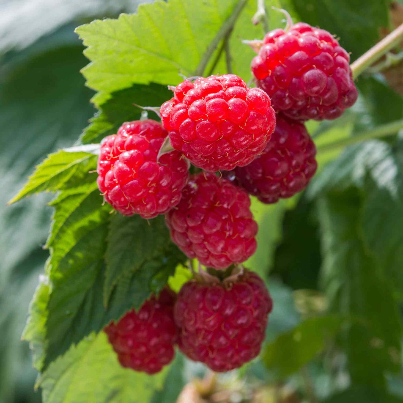 Raspberry 'autumn Bliss' - Rhs Recommended, Crops August To First Frosts | 5 x Bare Root | Red