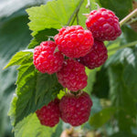 Raspberry 'autumn Bliss' - Rhs Recommended, Crops August To First Frosts | 3 x Bare Root | Red