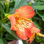 Alstroemeria 'inticancha Bryce' Peachy Orange Compact Perennial Jumbo Plug Plants | Set of 3 | Orange
