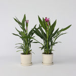 Thai Tulip - 4 Pcs. - Curcuma Alismatifolia 'siam Splash' - H40-60cm - ⌀13cm | Set of 4 | Pink