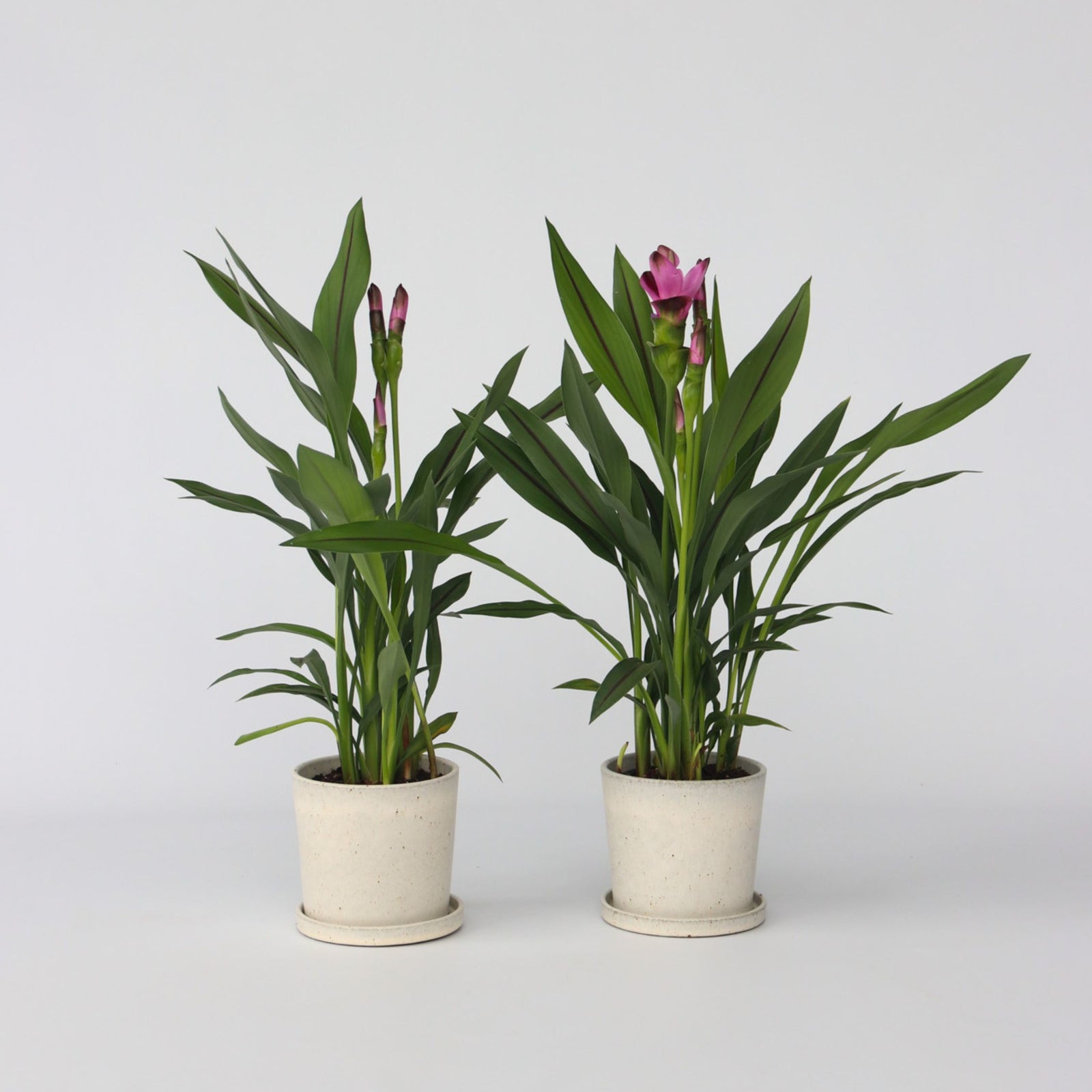 Thai Tulip - 2 Pcs. - Curcuma Alismatifolia 'siam Splash' - H40-60cm - ⌀13cm | Set-of-2 | Pink