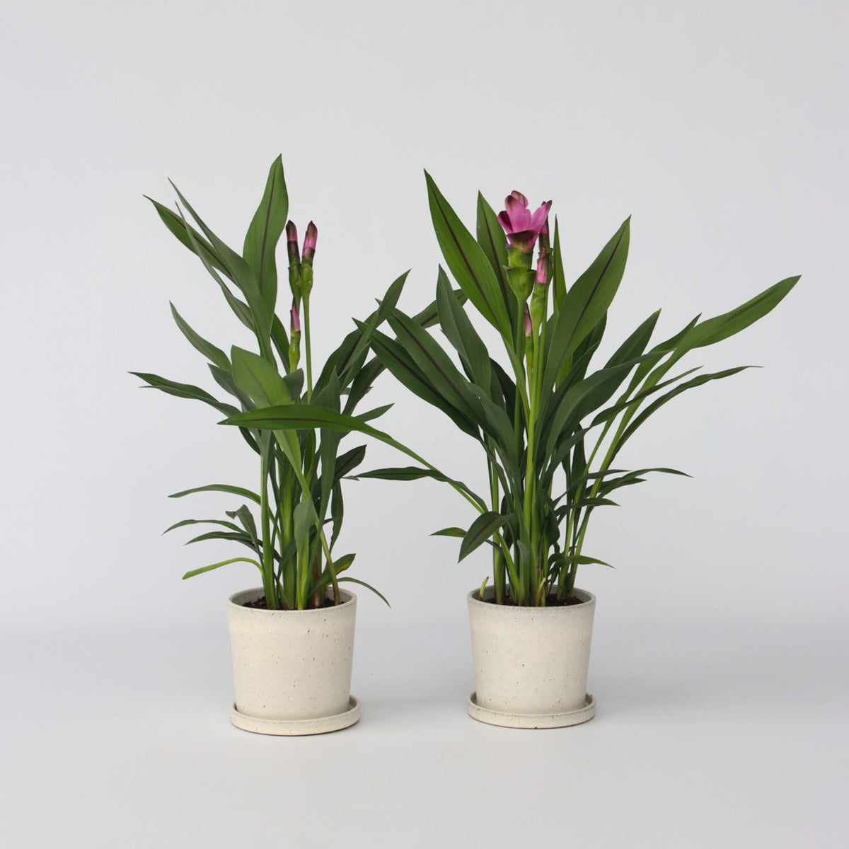 Thai Tulip - 2 Pcs. - Curcuma Alismatifolia 'siam Splash' - H40-60cm - ⌀13cm | Set of 2 | Pink