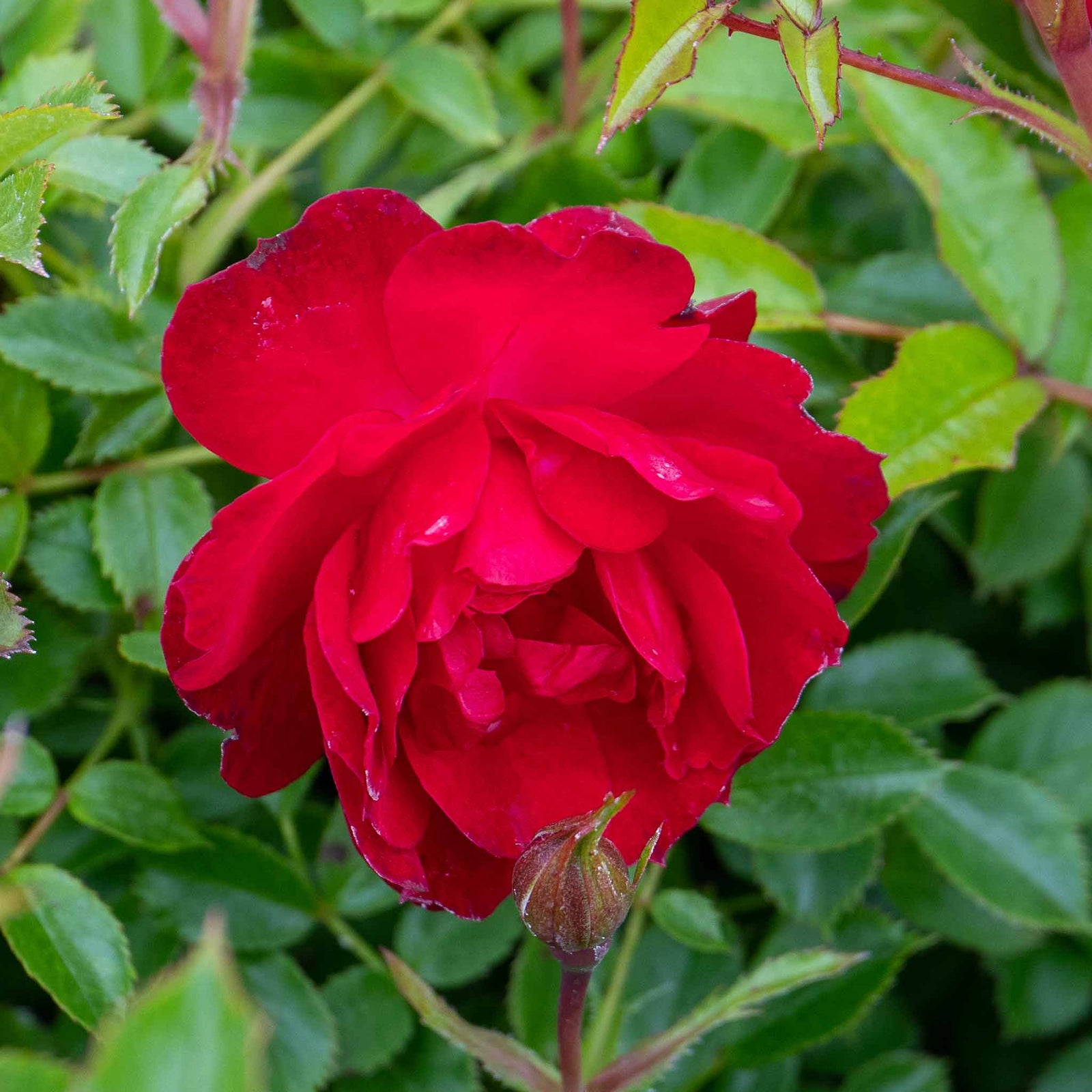 Raspberry Royale Patio Rose 40cm | 1 x Bare Root | Red