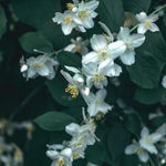 Philadelphus Belle Etoile Mock Orange Garden Shrub