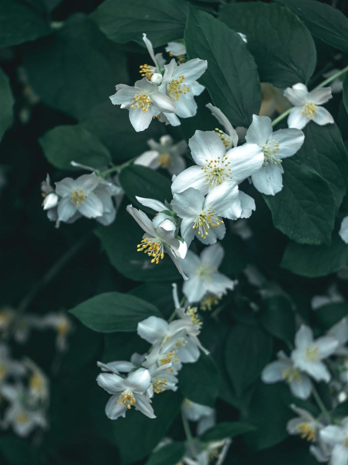 Philadelphus Belle Etoile Mock Orange Garden Shrub