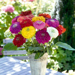 Zinnia Seeds Benary's Giant | 35 Seeds