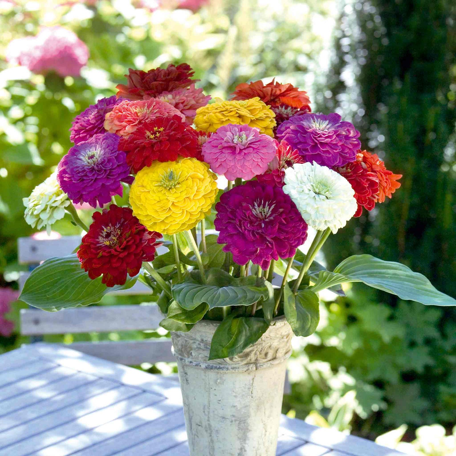 Zinnia Seeds Benary's Giant | 35 Seeds