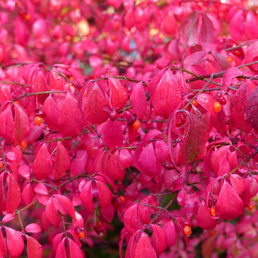Euonymus Alatus Compactus - Spindle Tree In Compact Form - 9cm Pot