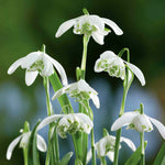 Galanthus 'flore Pleno' Double Snowdrop In The Green | 25 x Bulbs | Multi
