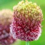Allium 'forelock' - Bulbs | 3 x Bulbs | Purple