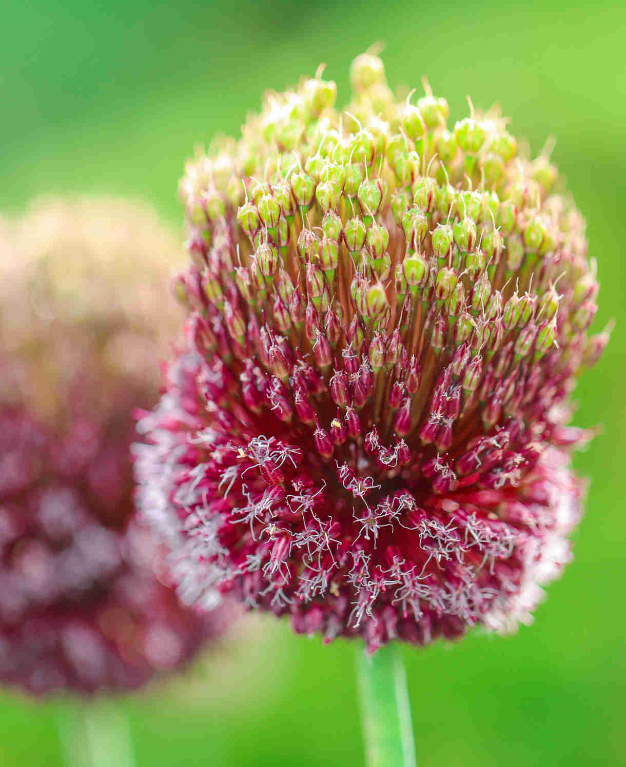 Allium 'forelock' - Bulbs | 3 x Bulbs | Purple
