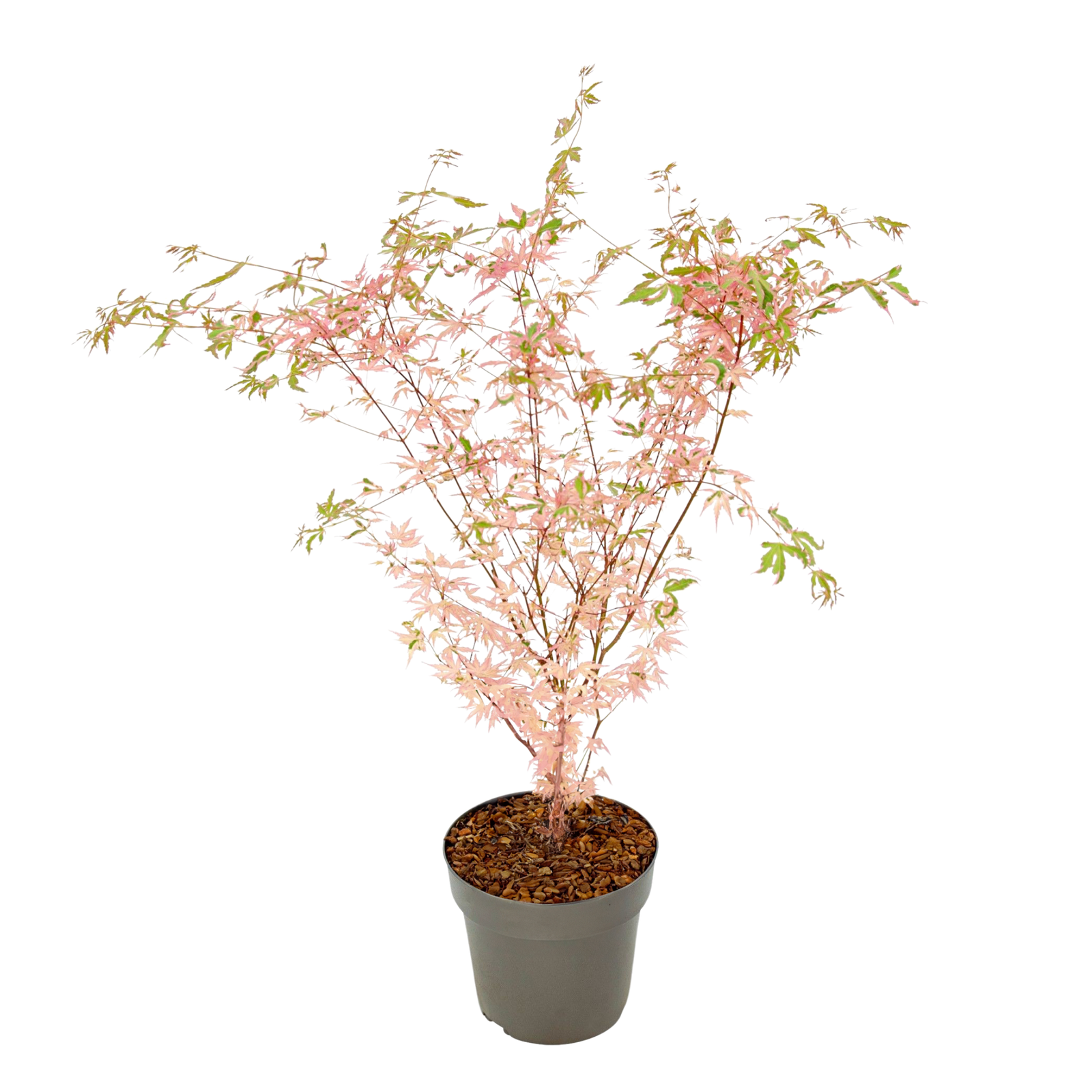 Japanese Maple - Acer Palmatum 'Taylor' - Height 50-60cm - ⌀19cm | Set of 1 | Pink