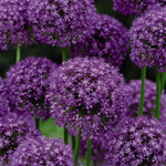 Allium Collection Bulbs | Set of 105