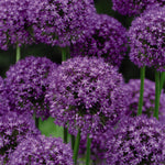 Allium Collection Bulbs | Set of 210